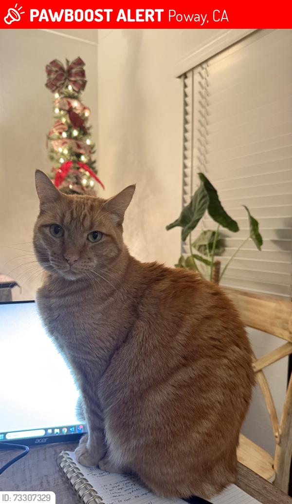 Lost Male Cat last seen Garden Road, Poway, CA 92064