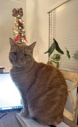 Lost Male Cat last seen Garden Road, Poway, CA 92064