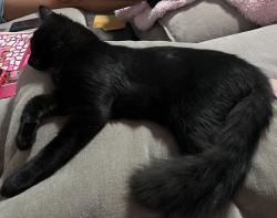 Lost Male Cat last seen Mississippi and kalispell, Aurora, CO 80017