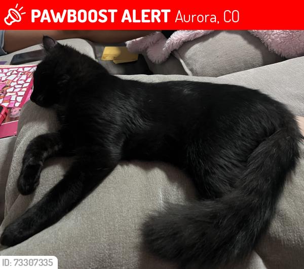 Lost Male Cat last seen Mississippi and kalispell, Aurora, CO 80017