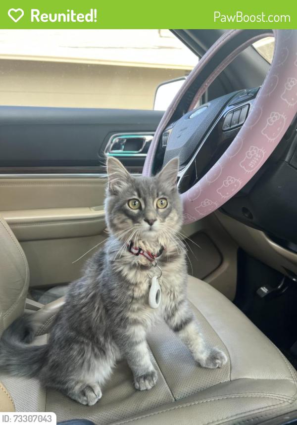 Reunited Male Cat last seen Roosevelt st, CHISPA s, Salinas, CA 93905