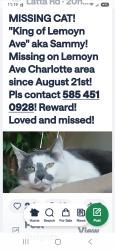 Lost Male Cat last seen Hewitt and Denise rd, Rochester, NY 14612