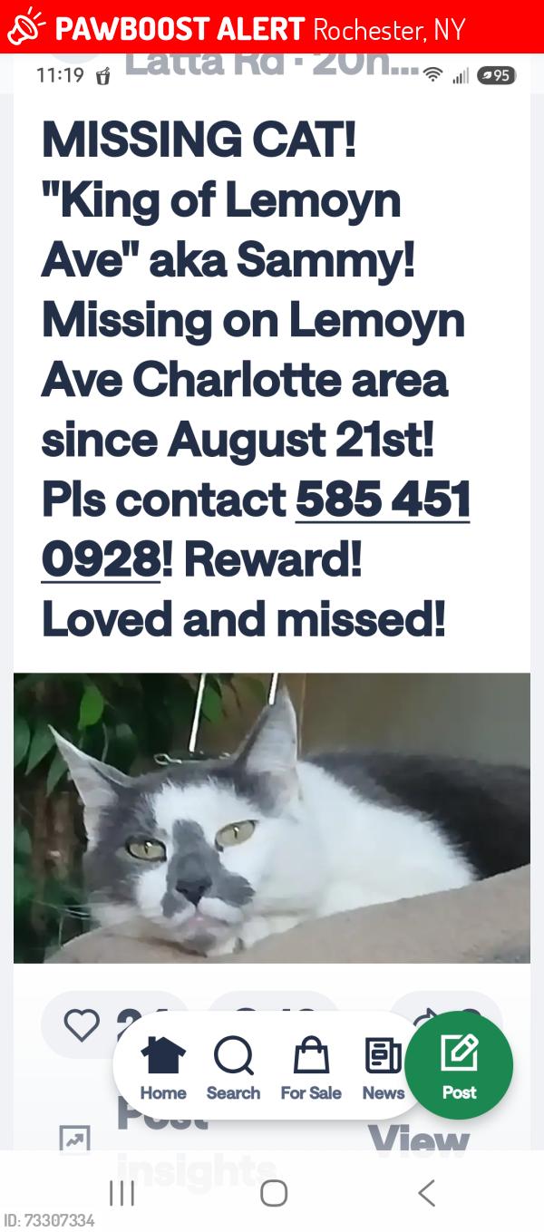 Lost Male Cat last seen Hewitt and Denise rd, Rochester, NY 14612