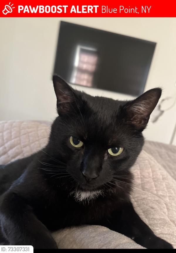 Lost Male Cat last seen Pine St Blue Point, Blue Point, NY 11715
