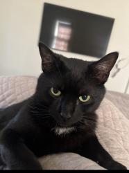 Lost Male Cat last seen Pine St Blue Point, Blue Point, NY 11715