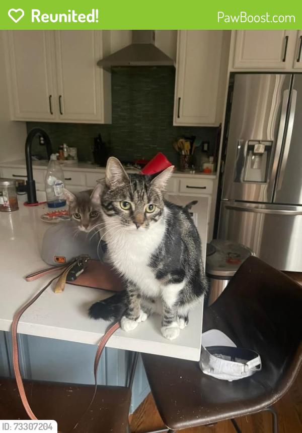 Reunited Male Cat last seen Syracuse and e 24th ave, Denver, CO 80238