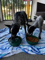 Found/Stray Female Dog last seen Jones Loop Rd and Burnt Store, Punta Gorda, FL 33950