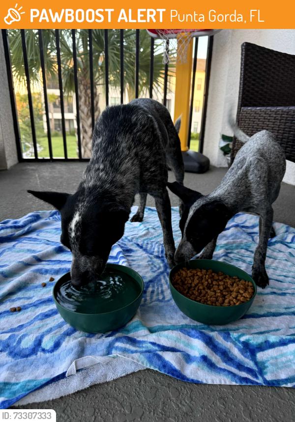Found/Stray Female Dog last seen Jones Loop Rd and Burnt Store, Punta Gorda, FL 33950