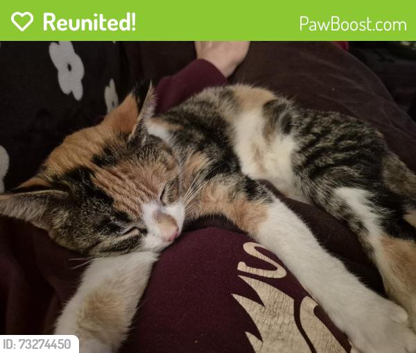 Reunited Female Cat last seen gateway apt , behind Winco on 102, Portland, OR 97220