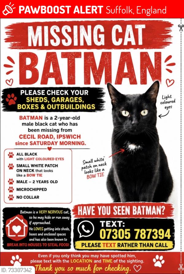 Lost Male Cat last seen Cecil road, Suffolk, England 