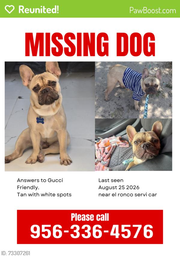Reunited Male Dog last seen El ronco servi car, Mission, TX 78574