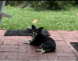 Reunited Female Dog last seen Lockwood Blvd, Oviedo, FL 32765