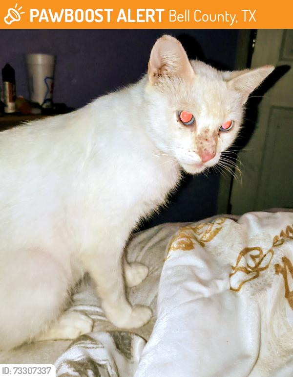 Found/Stray Female Cat last seen Near, Bell County, TX 76543