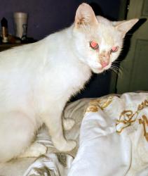 Found/Stray Female Cat last seen Near, Bell County, TX 76543