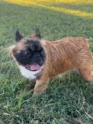 Reunited Female Dog last seen Summer creek middle school, Crowley, TX 76036