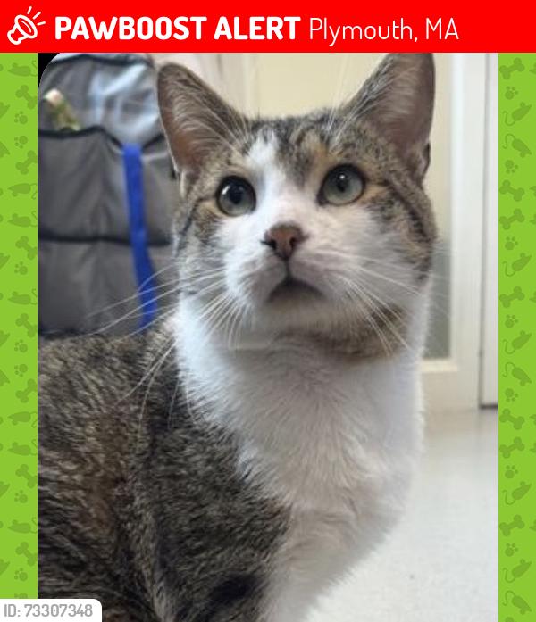 Lost Male Cat last seen Manomet beach blvd and Windsor Drive, Plymouth, MA 02360
