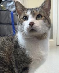Lost Male Cat last seen Manomet beach blvd and Windsor Drive, Plymouth, MA 02360