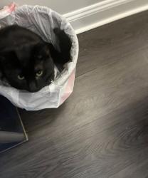 Reunited Male Cat last seen Crescent St and Mt Pleasant St, Marlborough, MA 01752