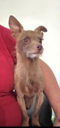Reunited Male Dog last seen Near Parksouth Ln, Parker, CO 80138, USA, Parker, CO 80138