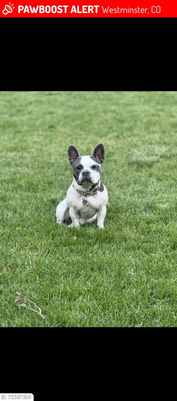 Lost Female Dog last seen Bradburn Village, Westminster, CO 80031