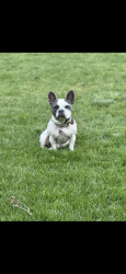Lost Female Dog last seen Bradburn Village, Westminster, CO 80031