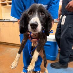 Shelter Stray Female Dog last seen , 2350 Appling City Cove, Memphis, TN 38133, USA