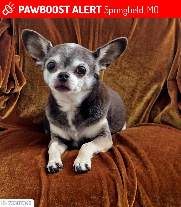 Lost Male Dog last seen Glenstone and Grand, Springfield, MO 65802