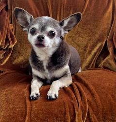 Lost Male Dog last seen Glenstone and Grand, Springfield, MO 65802