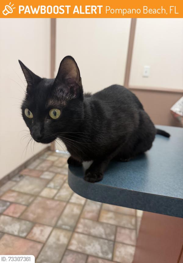 Found/Stray Female Cat last seen Near Atlantic blvd and federal highway, Pompano Beach, FL 33060
