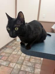 Found/Stray Female Cat last seen Near Atlantic blvd and federal highway, Pompano Beach, FL 33060
