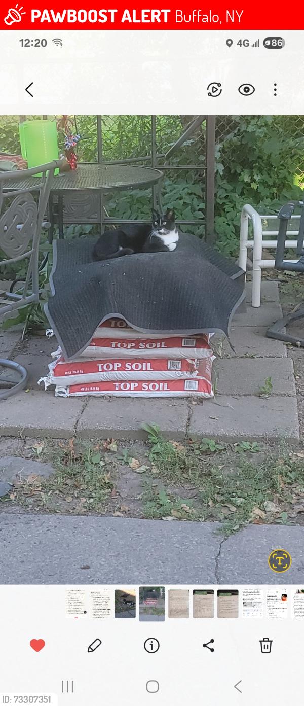 Lost Female Cat last seen Abbotsford Pl, Buffalo, NY 14222
