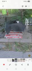 Lost Female Cat last seen Abbotsford Pl, Buffalo, NY 14222