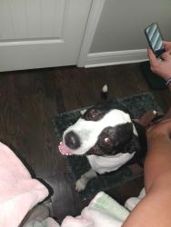 Lost Male Dog last seen Kansas city Missouri, Kansas City, MO 64106