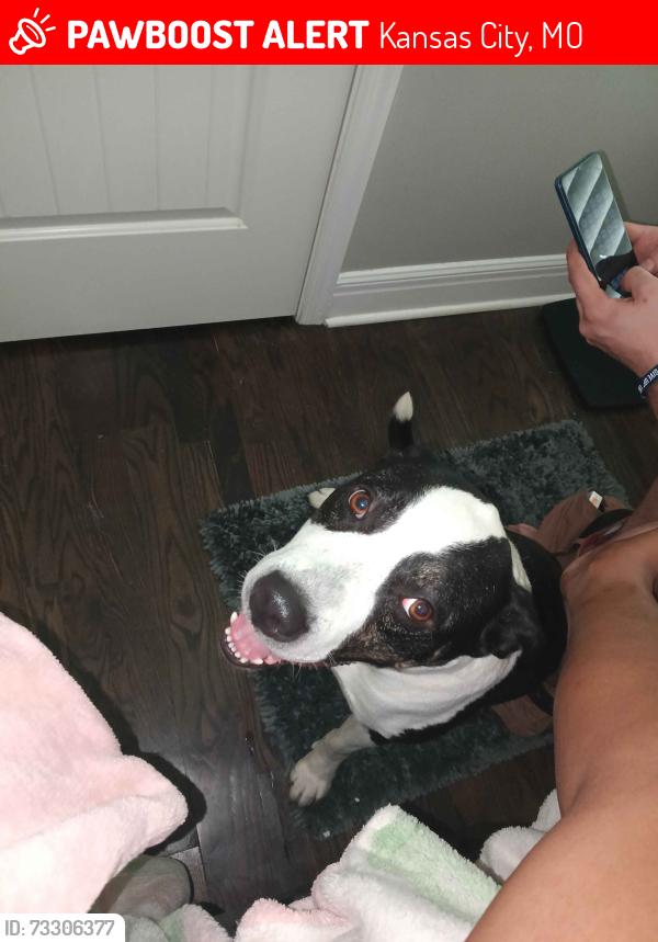 Lost Male Dog last seen Kansas city Missouri, Kansas City, MO 64106