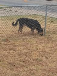 Found/Stray Male Dog last seen Ninth st, Terrell, TX 75160