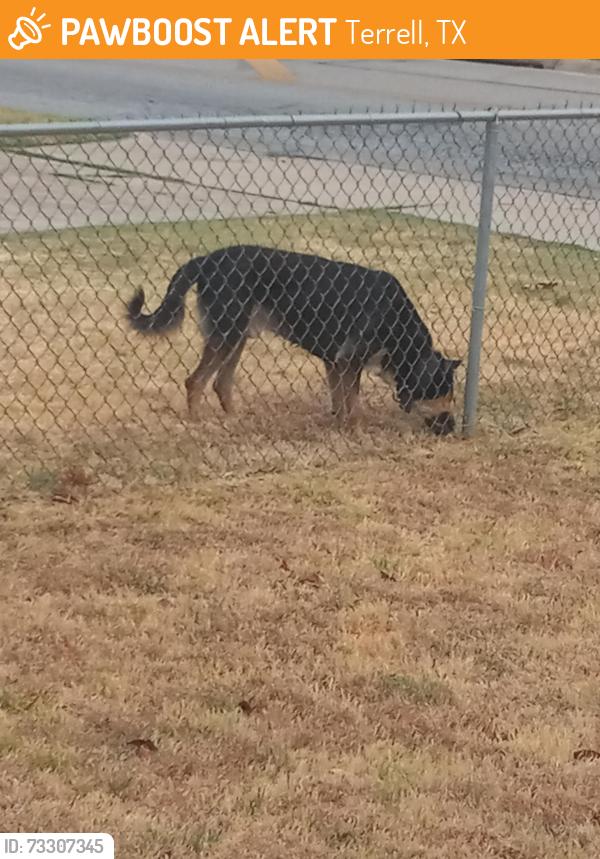 Found/Stray Male Dog last seen Ninth st, Terrell, TX 75160