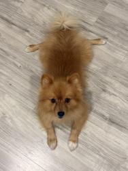 Reunited Male Dog last seen Sulfur Springs, Tampa, FL 33604