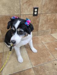 Reunited Female Dog last seen N Whipple St & W Belle Plaine Ave, Chicago, IL 60618, USA, Chicago, IL 60618