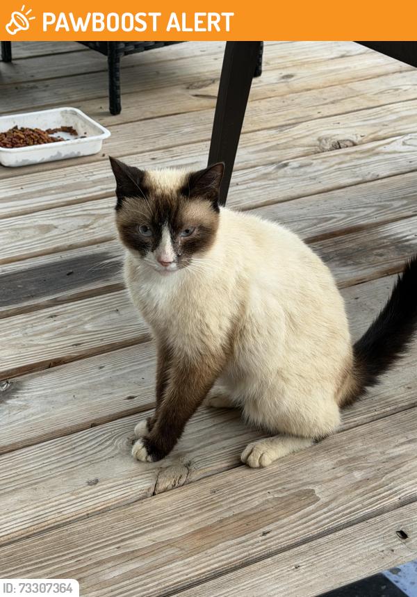Found/Stray Female Cat last seen C J Ln & Daniels Lumber Rd, Taylorsville, Alexander County, NC 28681