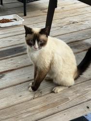 Found/Stray Female Cat last seen C J Ln & Daniels Lumber Rd, Taylorsville, Alexander County, NC 28681