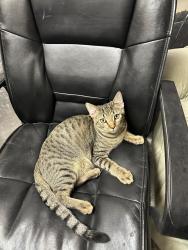 Lost Male Cat last seen Behind the Rusty Stone at Olde 8 and Valley View. He spends time in the woods between Valley View and Butternut Lane, Northfield, OH 44067