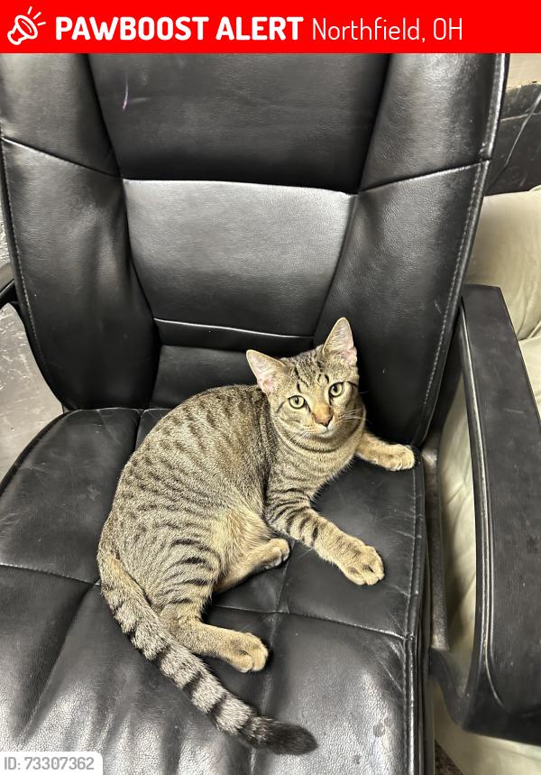 Lost Male Cat last seen Behind the Rusty Stone at Olde 8 and Valley View. He spends time in the woods between Valley View and Butternut Lane, Northfield, OH 44067