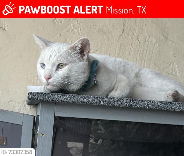 Lost Male Cat last seen Leandro st, Mission, TX 78574