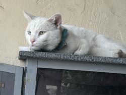 Lost Male Cat last seen Leandro st, Mission, TX 78574