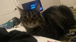 Lost Male Cat last seen Airport Road, Buncombe County, NC 28704