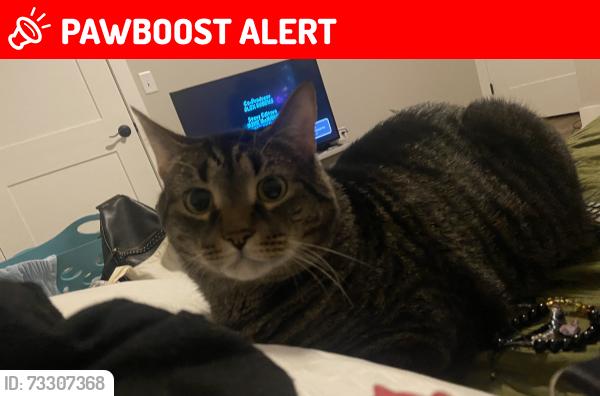 Lost Male Cat last seen Airport Road, Buncombe County, NC 28704