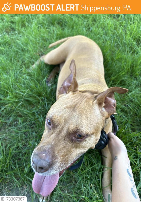 Found/Stray Female Dog last seen Middle Spring Rd and Fish Hatchery, Shippensburg, PA 17257