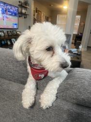 Reunited Male Dog last seen Near Claratina Coffee Park, Modesto, CA 95356