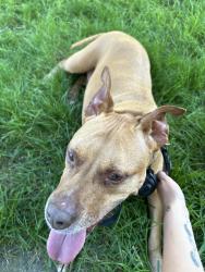 Found/Stray Female Dog last seen Middle Spring Rd and Fish Hatchery, Shippensburg, PA 17257