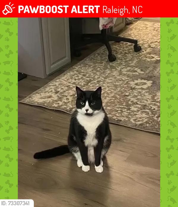 Lost Female Cat last seen Bayberry Hills Dr, Raleigh, NC 27617